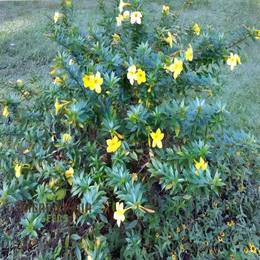 Beautiful Allamanda Flower Seeds For Vibrant Gardening - Perfect Creating Stunning Gardens