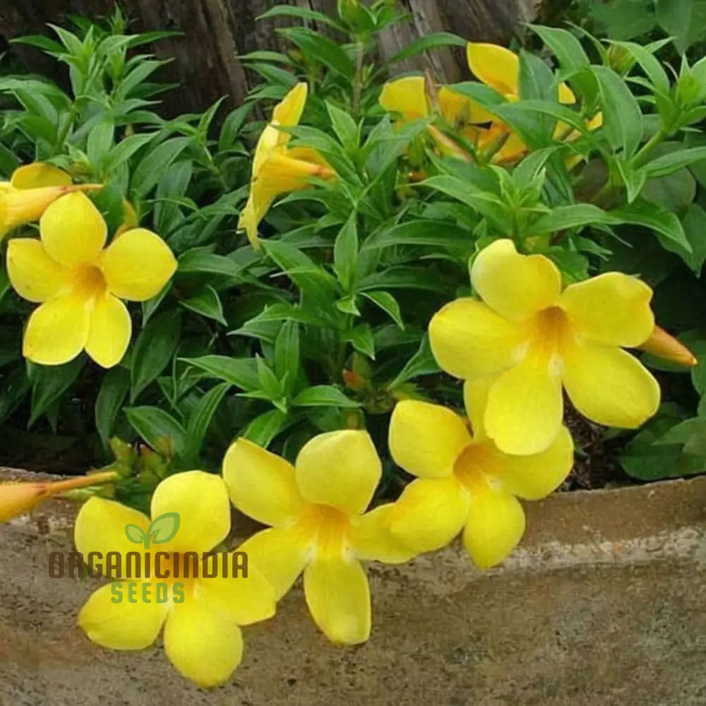 Beautiful Allamanda Flower Seeds For Vibrant Gardening - Perfect Creating Stunning Gardens