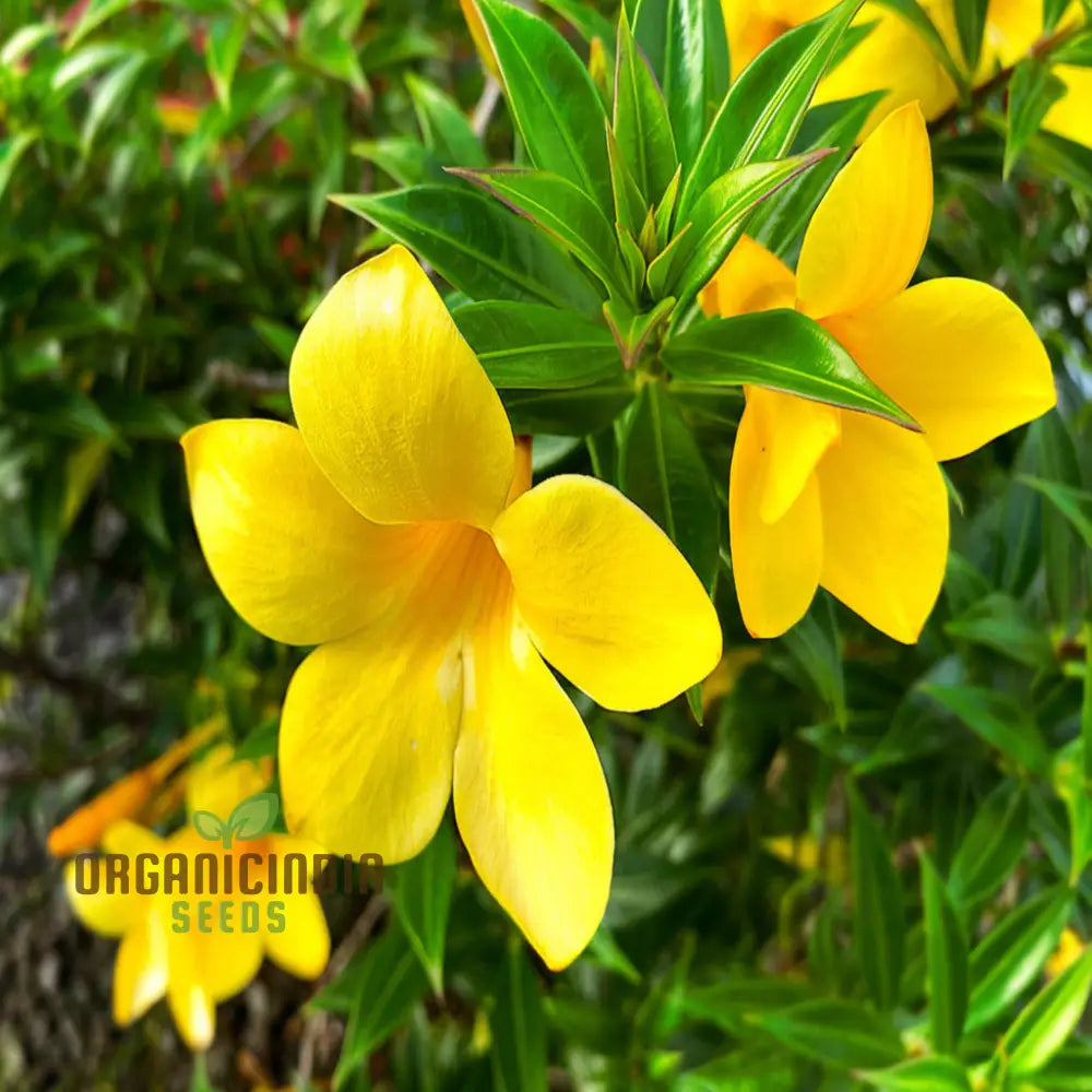 Beautiful Allamanda Flower Seeds For Vibrant Gardening - Perfect Creating Stunning Gardens