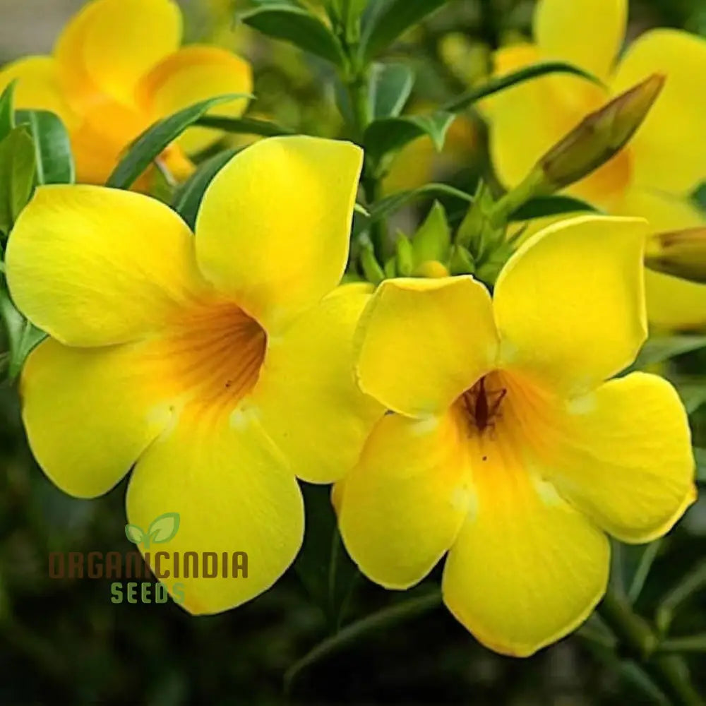 Beautiful Allamanda Flower Seeds For Vibrant Gardening - Perfect Creating Stunning Gardens