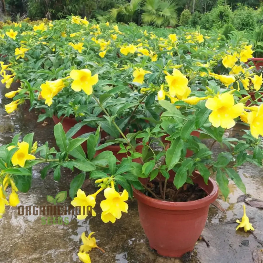 Beautiful Allamanda Flower Seeds For Vibrant Gardening - Perfect Creating Stunning Gardens