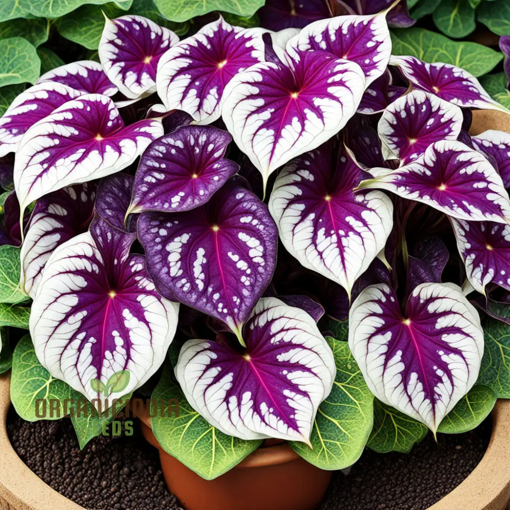 Beautiful Caladium Violet Bicolor Flower Seeds Vibrant & Unique Garden Blooms Plants