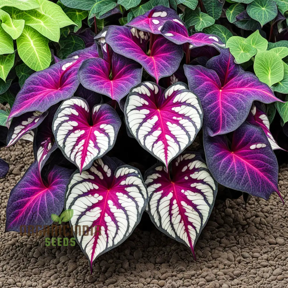 Beautiful Caladium Violet Bicolor Flower Seeds Vibrant & Unique Garden Blooms Plants