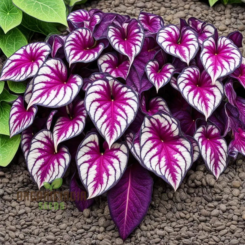 Beautiful Caladium Violet Bicolor Flower Seeds Vibrant & Unique Garden Blooms Plants