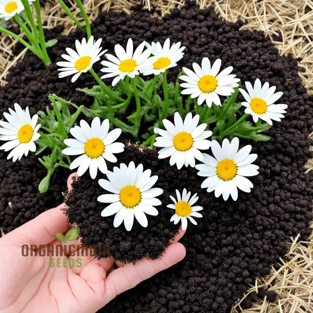 Beautiful Crown Daisy Chronicles Flower Seeds Add Elegance To Your Garden Landscape High-Quality