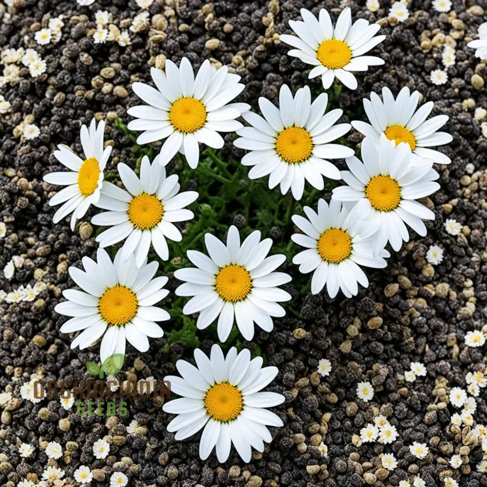 Beautiful Crown Daisy Chronicles Flower Seeds Add Elegance To Your Garden Landscape High-Quality