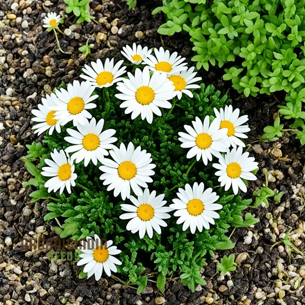 Beautiful Crown Daisy Chronicles Flower Seeds Add Elegance To Your Garden Landscape High-Quality