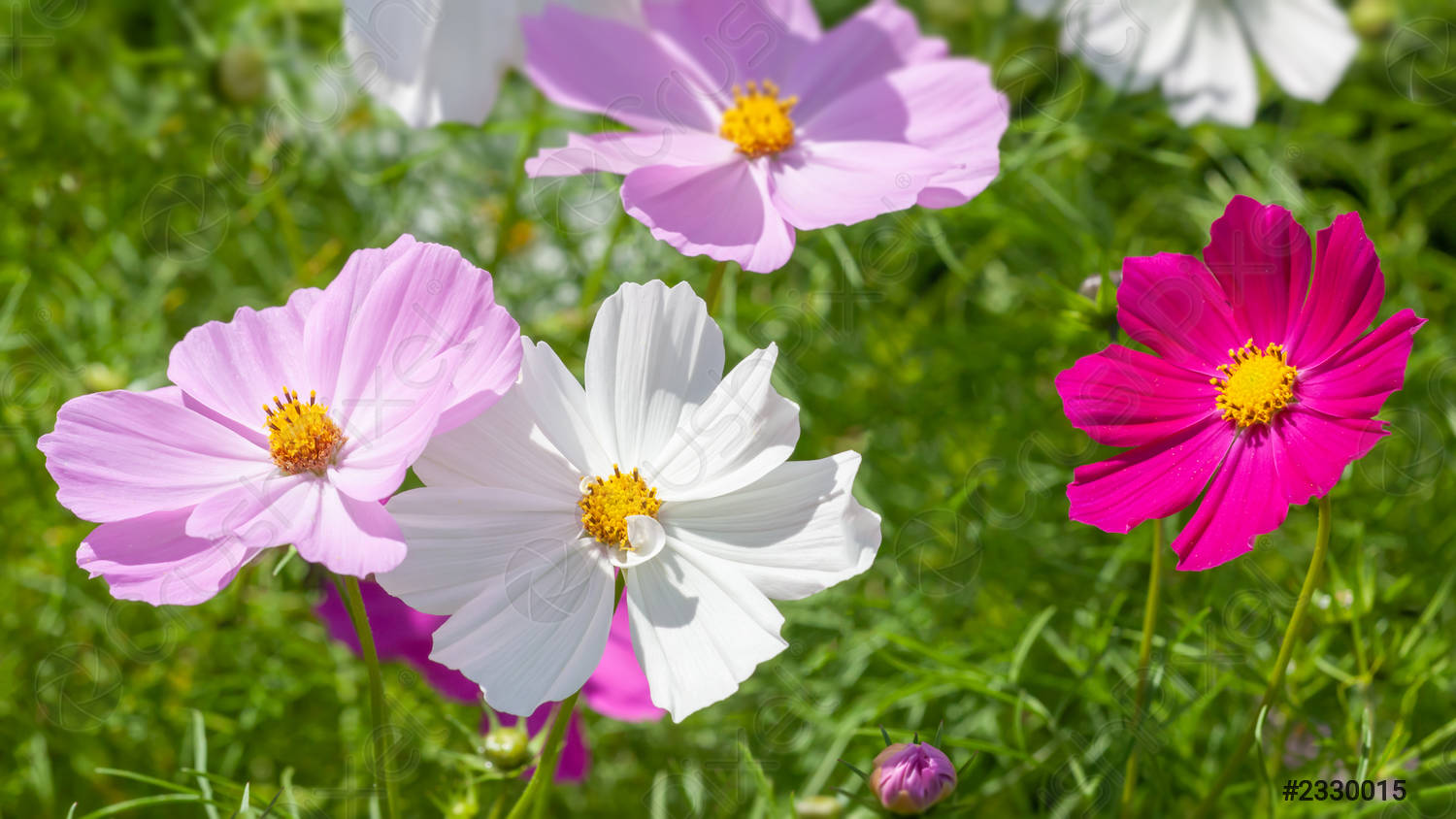 White & Pink Cosmos Flower Seeds, Beautiful Bicolor Garden Blooms