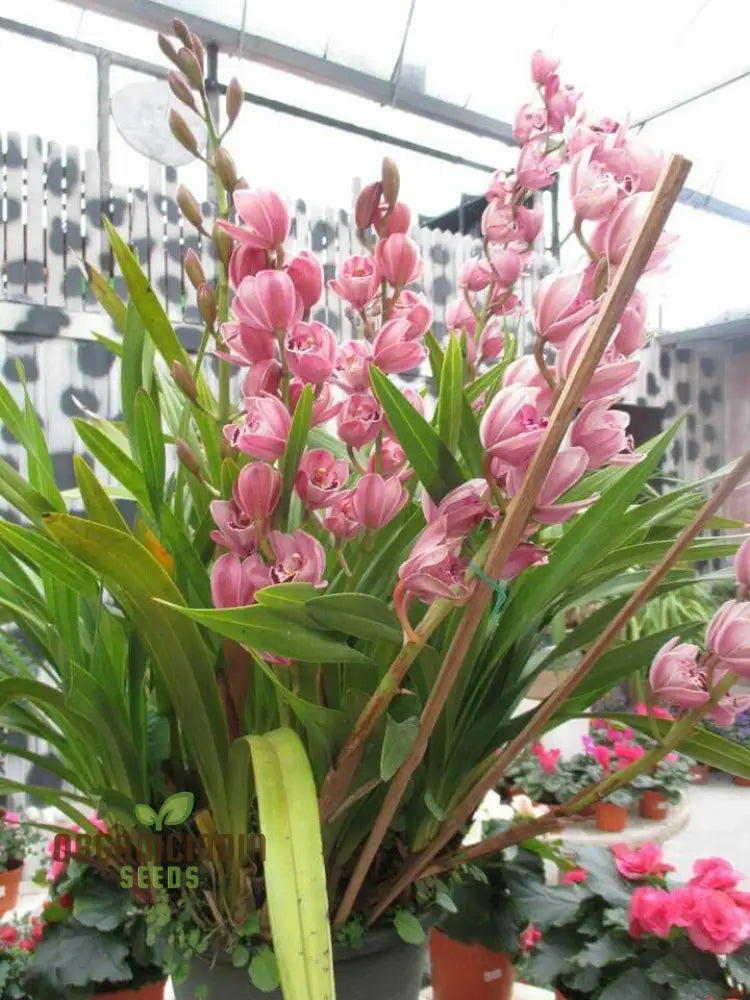 Beautiful Red Cymbidium Flower Seeds Planting 100 Pcs Seeds