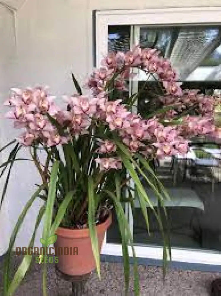 Beautiful Red Cymbidium Flower Seeds Planting 100 Pcs Seeds