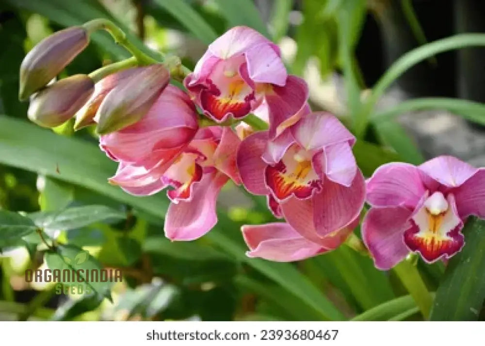 Beautiful Red Cymbidium Flower Seeds Planting 100 Pcs Seeds