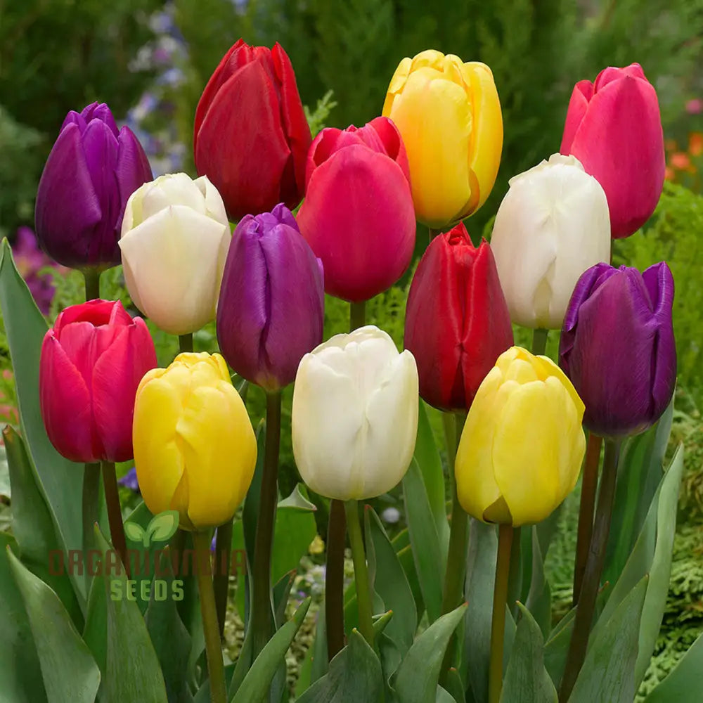 Beautiful Tulip Flower Seeds - Portal Cool Yellow & Red Bulbs Vibrant And Elegant Blooms For