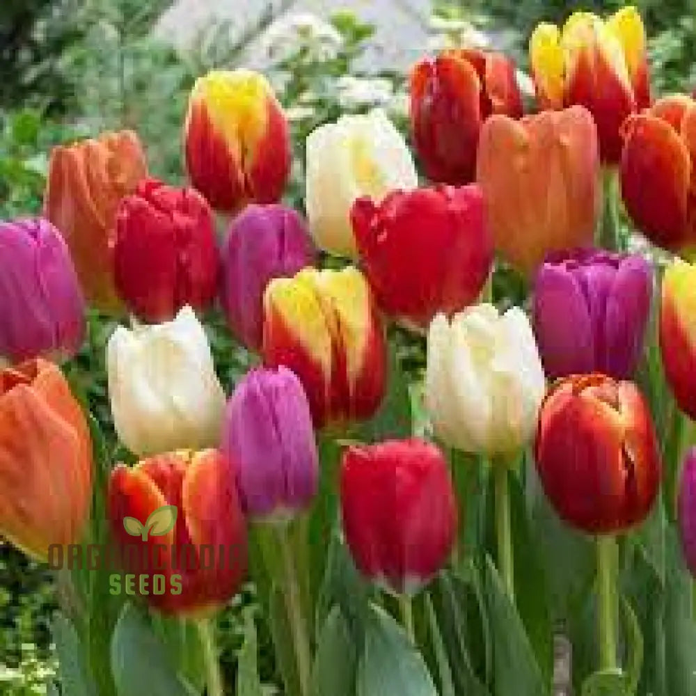 Beautiful Tulip Flower Seeds - Portal Cool Yellow & Red Bulbs Vibrant And Elegant Blooms For