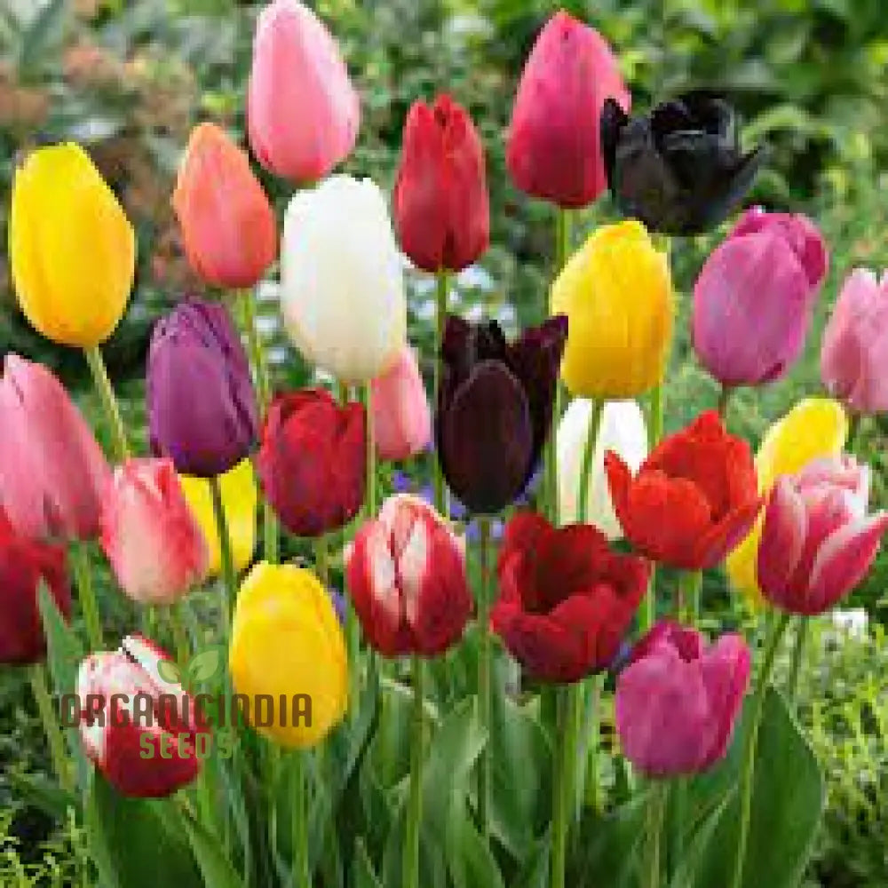 Beautiful Tulip Flower Seeds - Portal Cool Yellow & Red Bulbs Vibrant And Elegant Blooms For