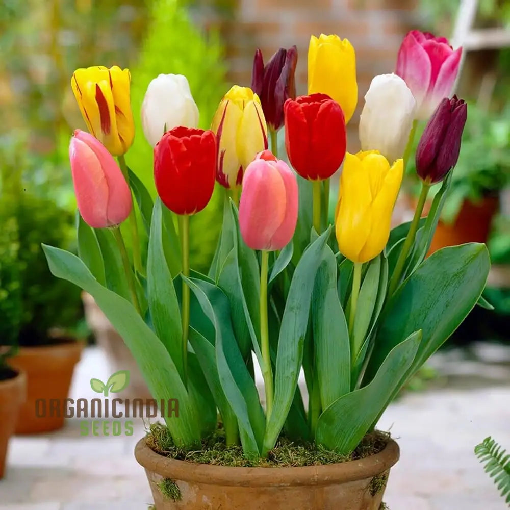 Beautiful Tulip Flower Seeds - Portal Cool Yellow & Red Bulbs Vibrant And Elegant Blooms For