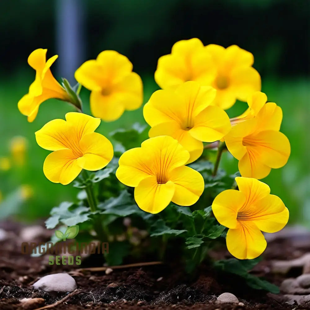 Beautiful Yellow Superbells Calibrachoa Flower Seeds High-Quality For Vibrant Garden Blooms Annuals