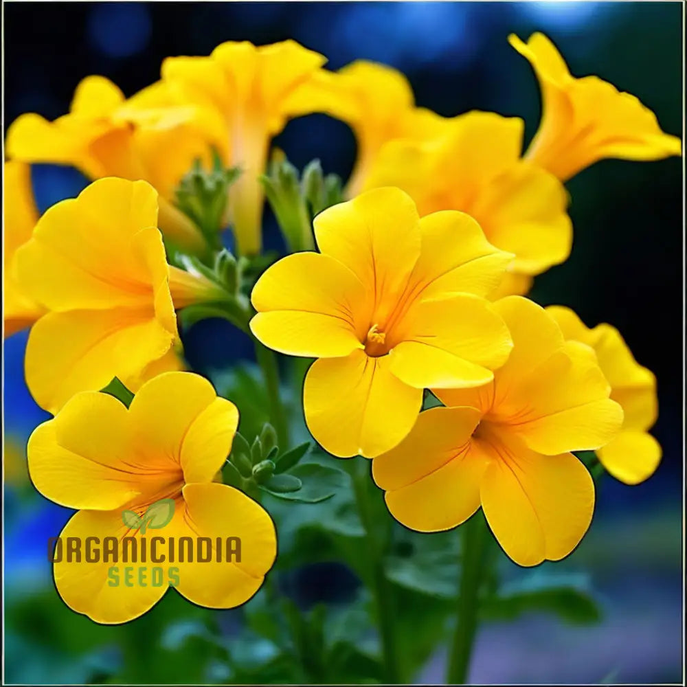 Beautiful Yellow Superbells Calibrachoa Flower Seeds High-Quality For Vibrant Garden Blooms Annuals