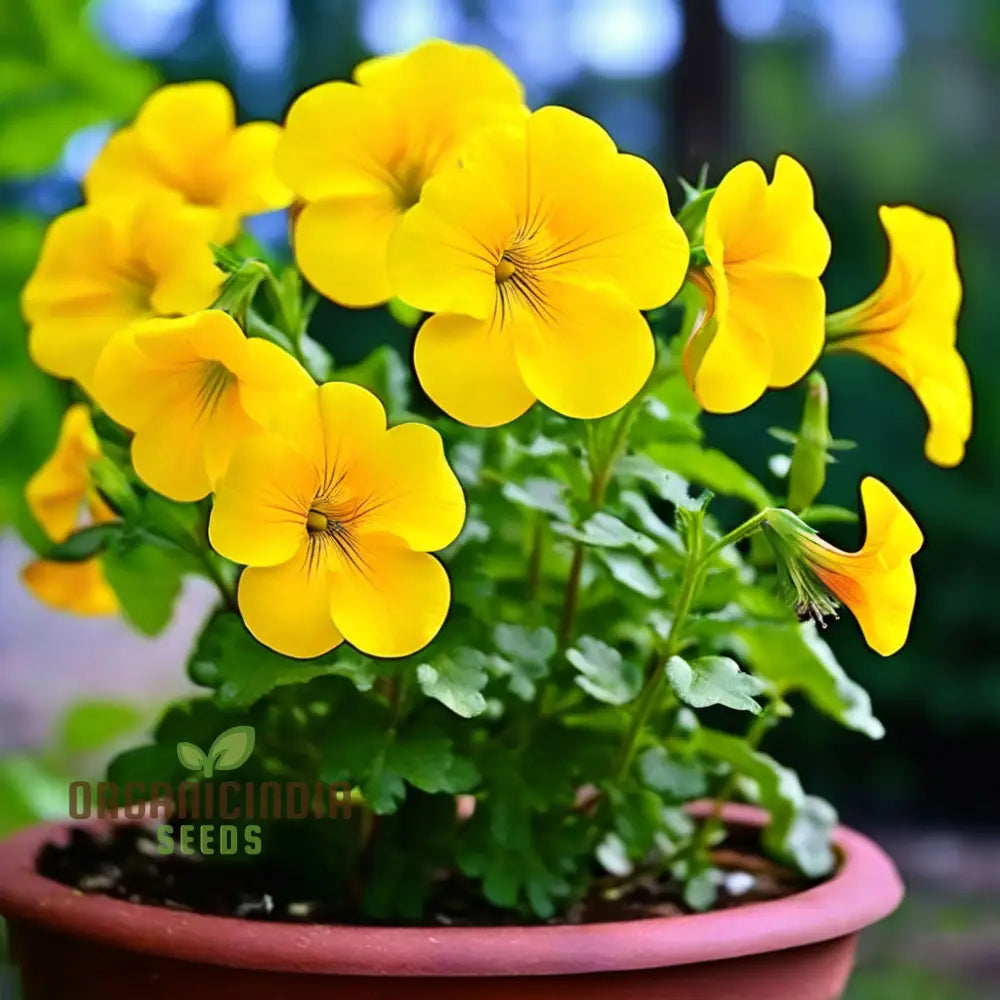 Beautiful Yellow Superbells Calibrachoa Flower Seeds High-Quality For Vibrant Garden Blooms Annuals