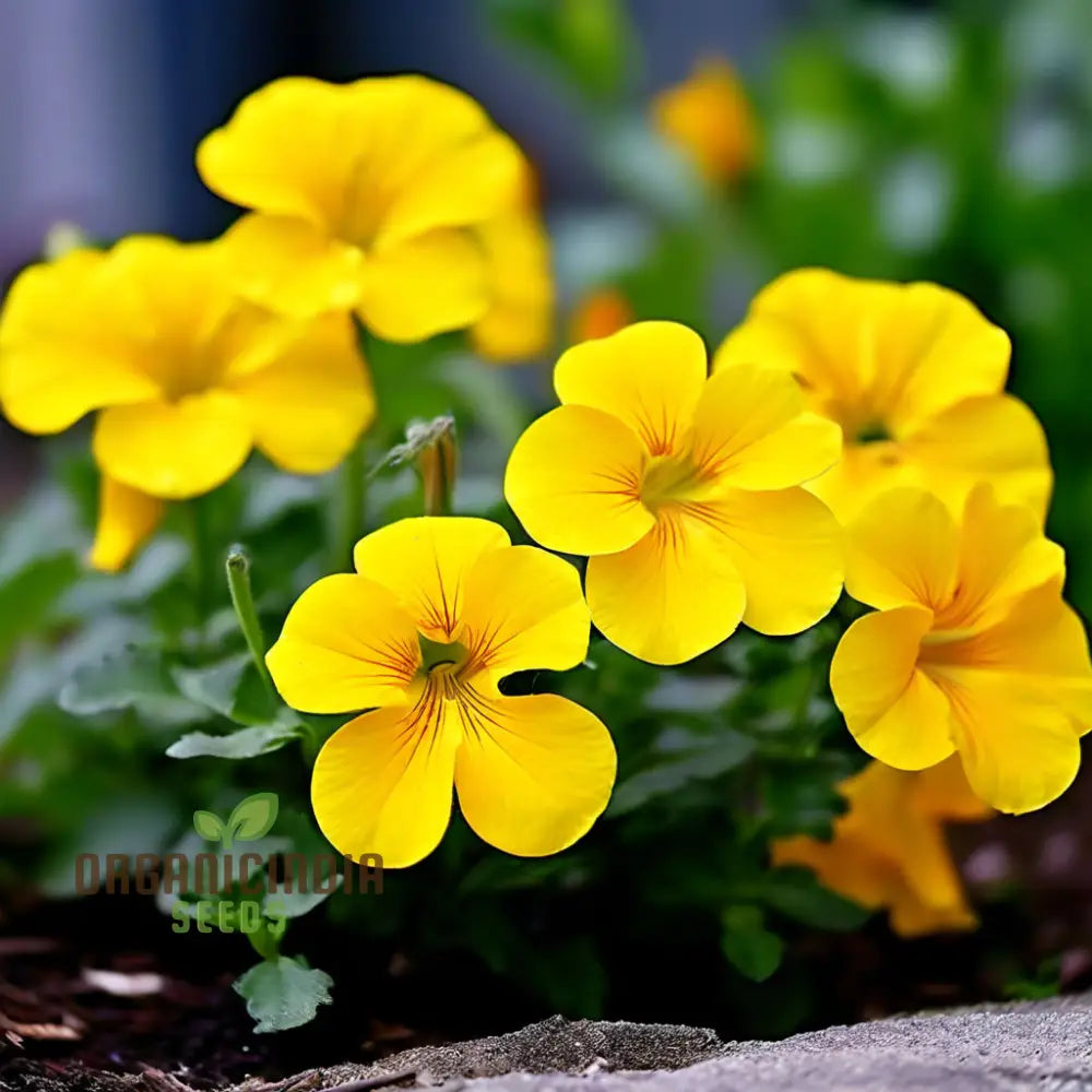 Beautiful Yellow Superbells Calibrachoa Flower Seeds High-Quality For Vibrant Garden Blooms Annuals