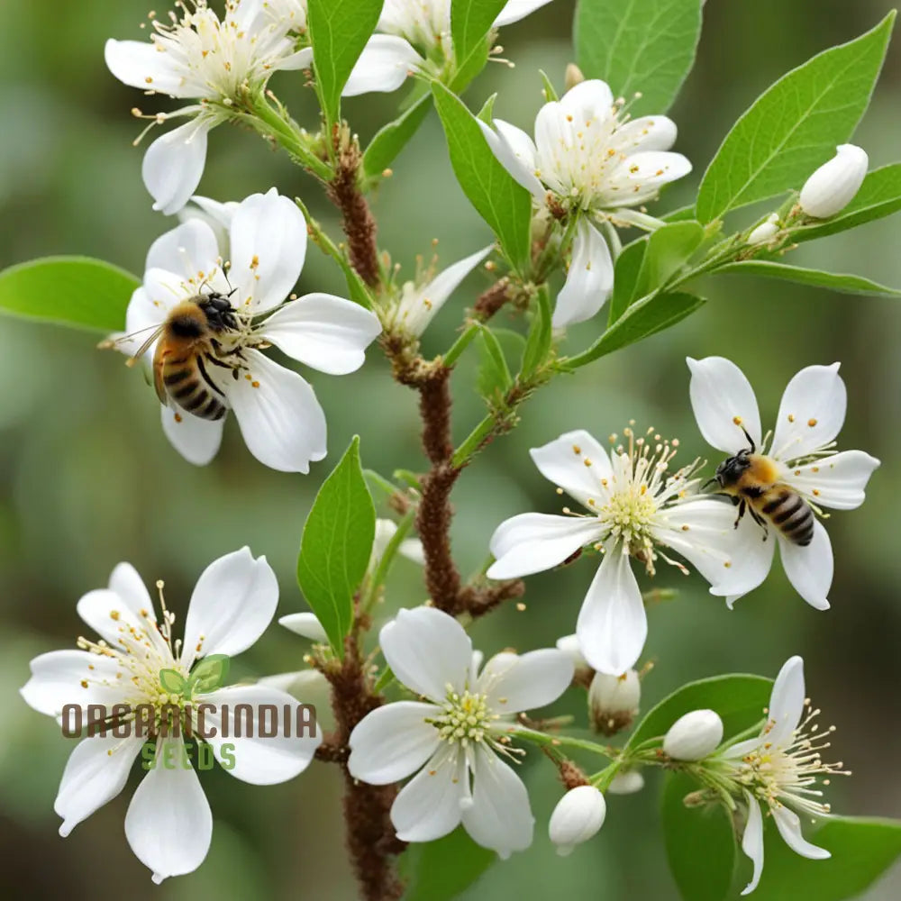 Graines d'Euodia Hupehensis bien-aimées des abeilles, cultivez votre propre refuge d'abeilles avec des graines de plantation de qualité supérieure