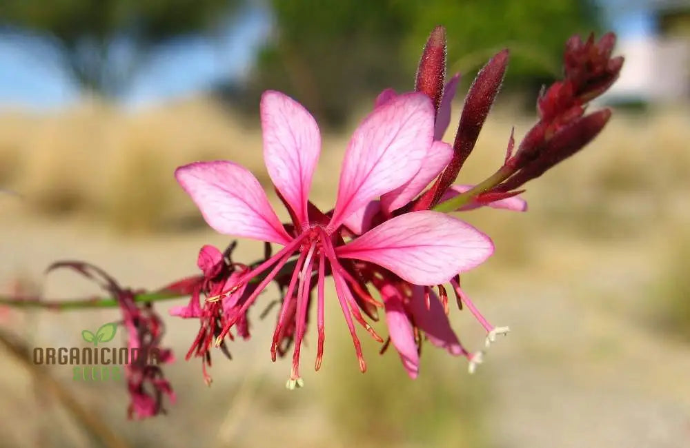 Bee Blossom Seeds - Premium Planting Selection For Vibrant Gardens