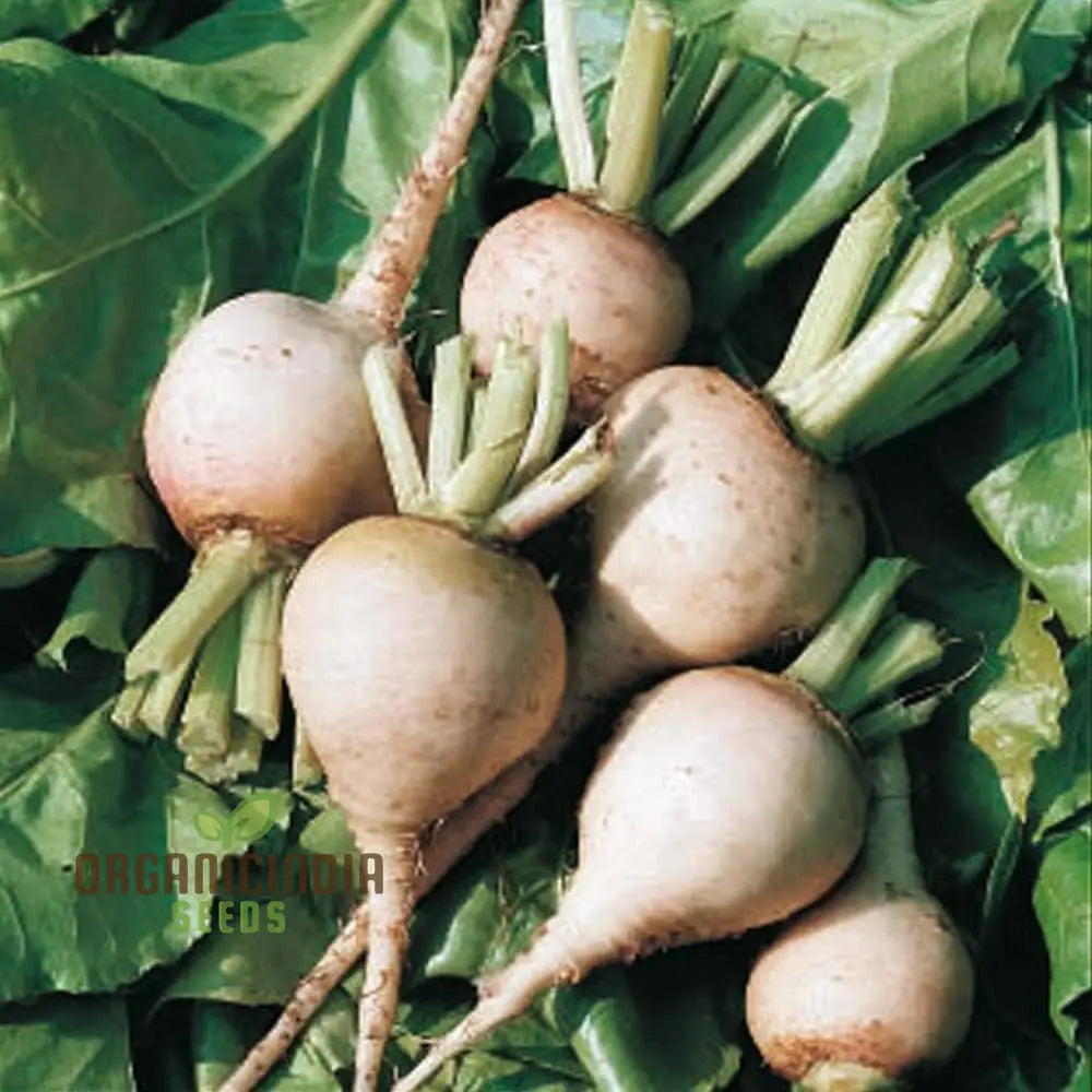 Beetroot Avalanche F1 Seeds For Your Gardening Needs