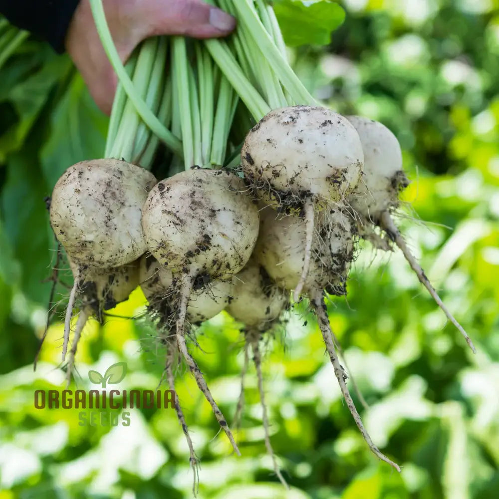 Beetroot Avalanche F1 Seeds For Your Gardening Needs