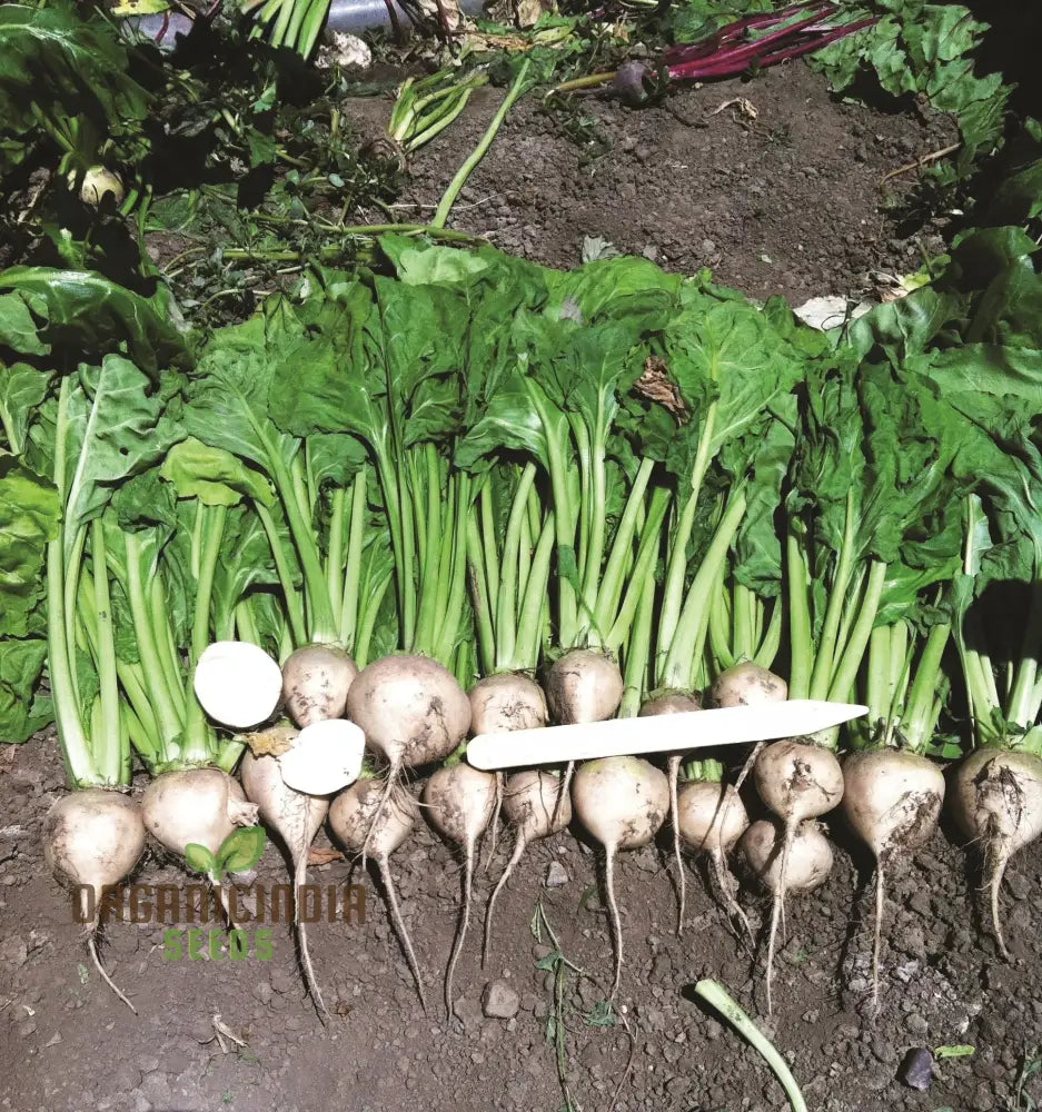 Beetroot Avalanche F1 Seeds For Your Gardening Needs