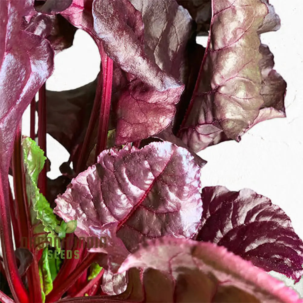 Beetroot Beet Leaf Bulls Blood Scarletta Seeds For Your Gardening Needs | Buy Online