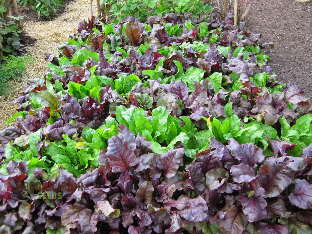 Beetroot Beet Leaf Bulls Blood Scarletta Seeds For Your Gardening Needs | Buy Online