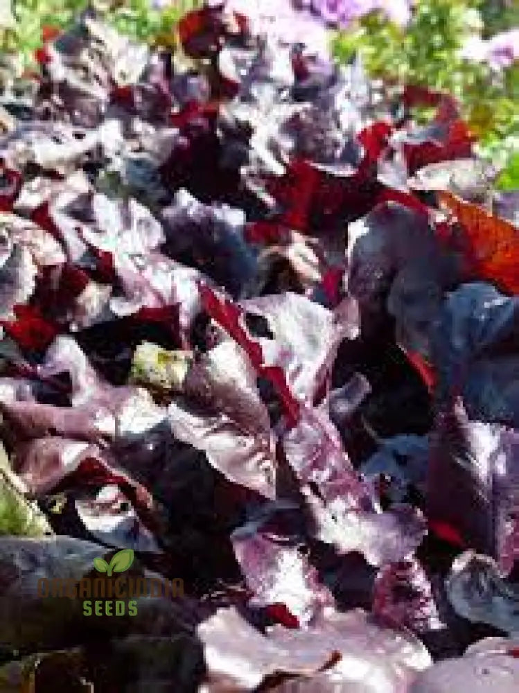 Beetroot Beet Leaf Bulls Blood Scarletta Seeds For Your Gardening Needs | Buy Online