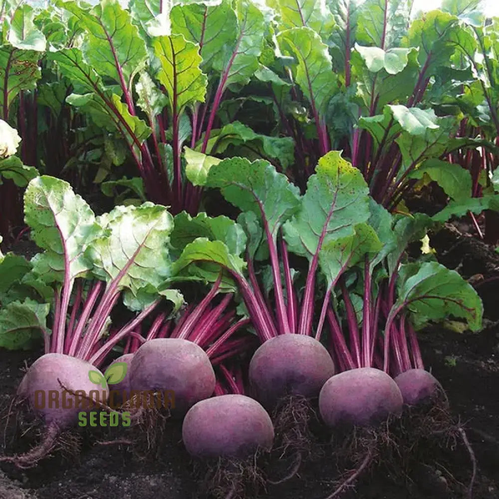 Beetroot Boltardy Seeds For Gardening - High-Quality Cultivated A Thriving Garden