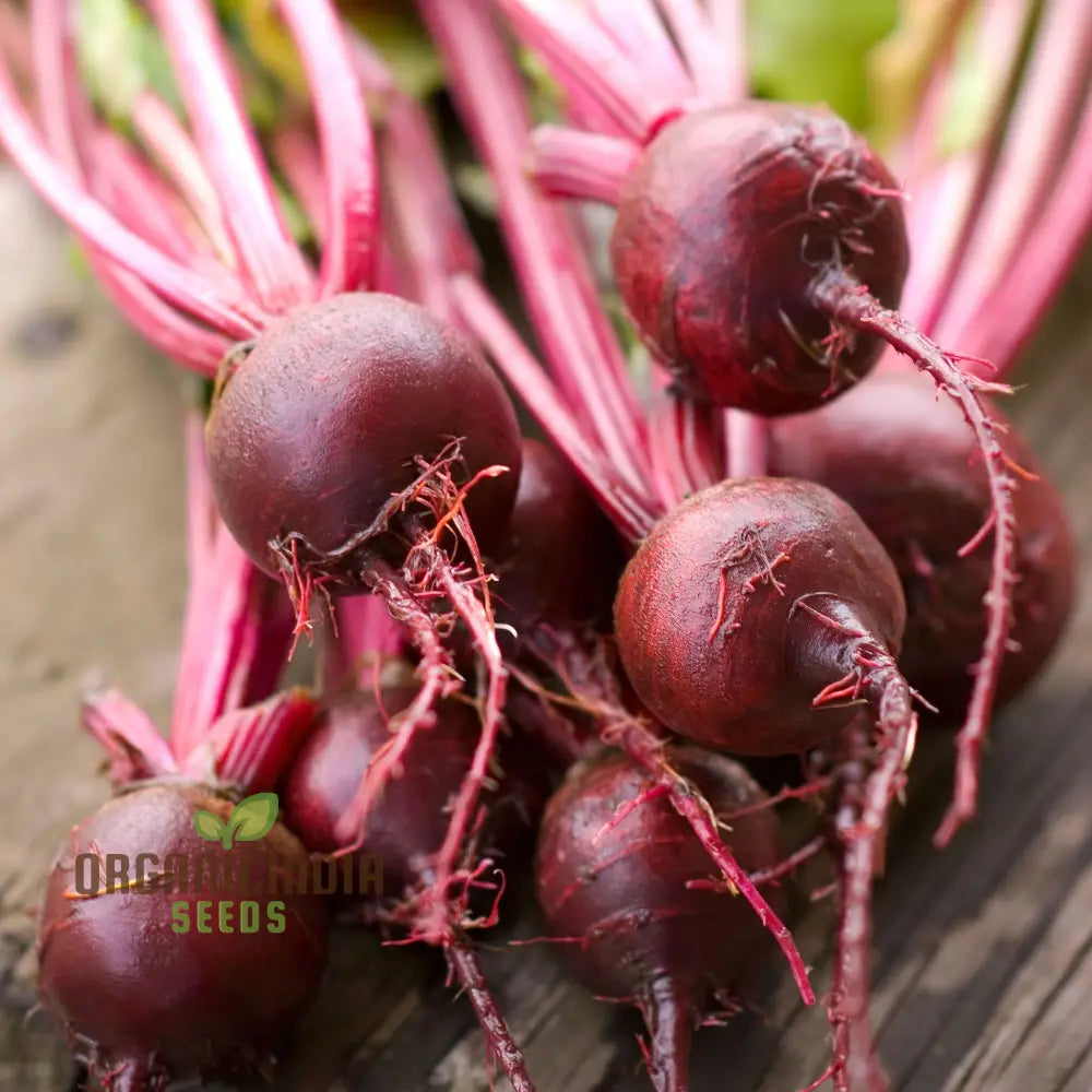 Beetroot Boltardy Seeds For Gardening - High-Quality Cultivated A Thriving Garden