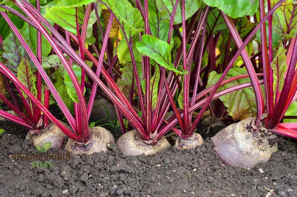 Beetroot Boltardy Seeds For Gardening - High-Quality Cultivated A Thriving Garden