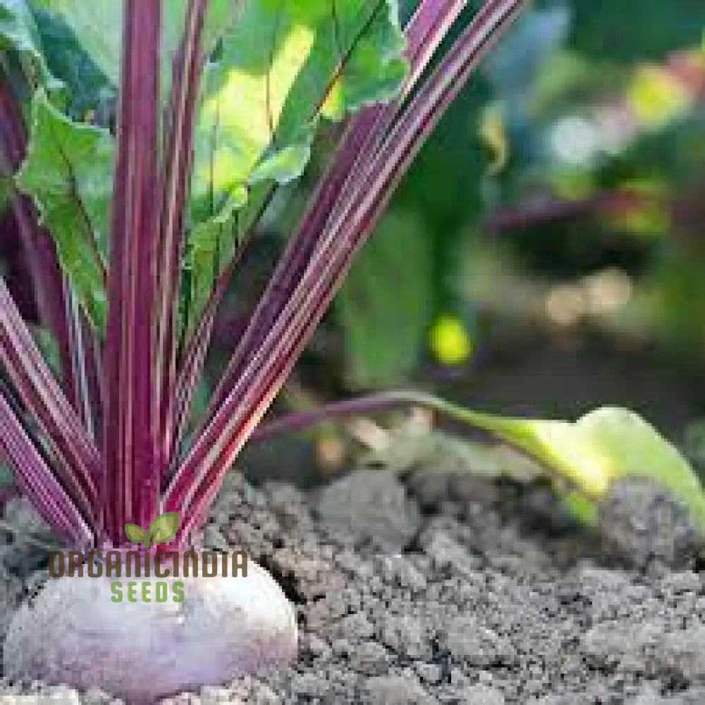 Beetroot Boltardy Seeds For Gardening - High-Quality Cultivated A Thriving Garden