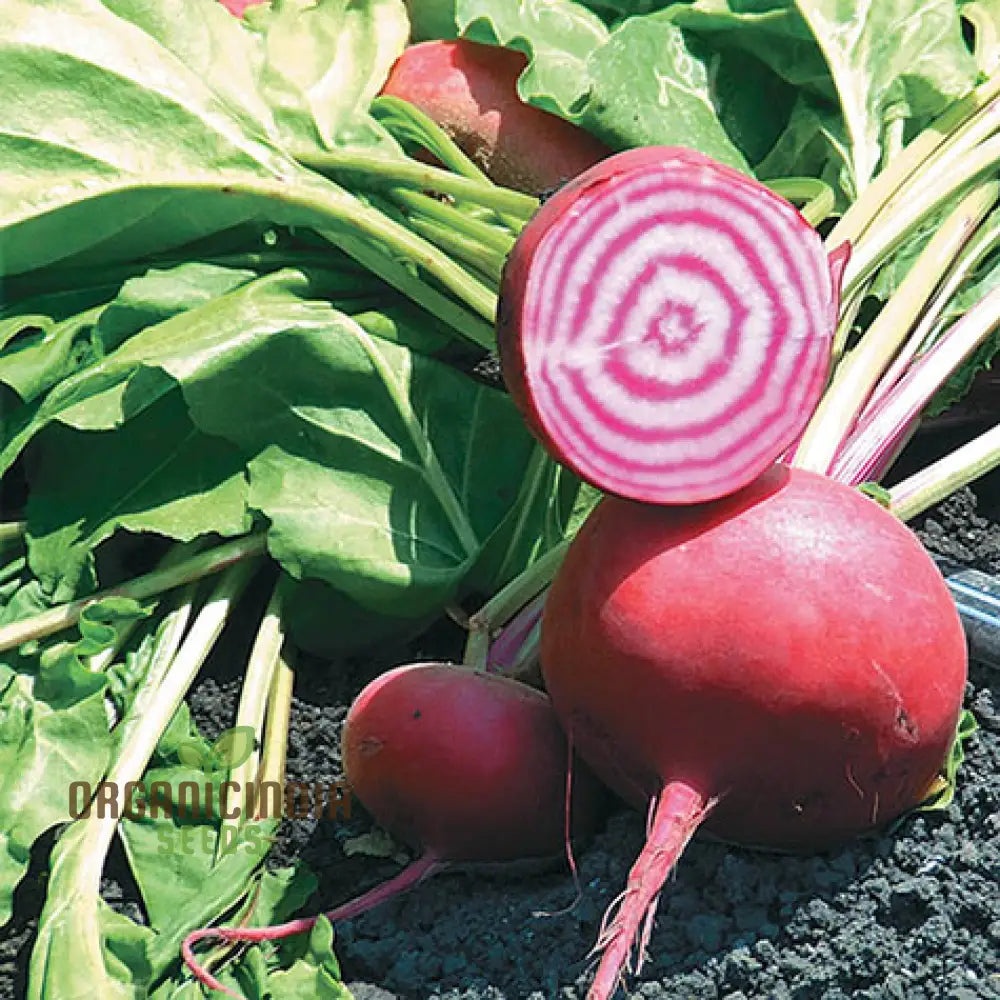 Beetroot Chioggia Seeds For Your Garden | Organic Gardening