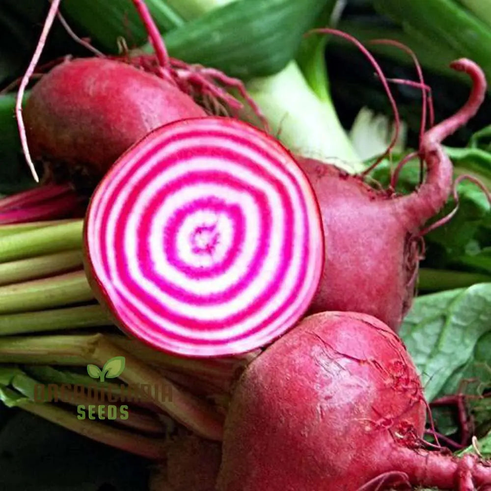 Beetroot Chioggia Seeds For Your Garden | Organic Gardening