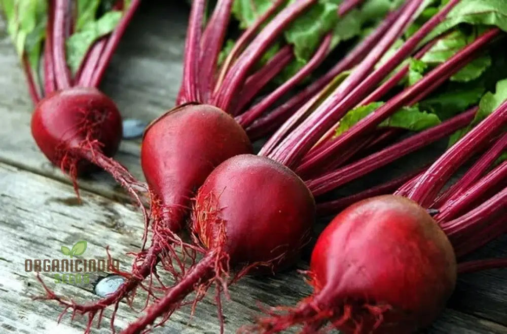 Beetroot Crimson Globe Seeds For Your Gardening Needs | Buy Online