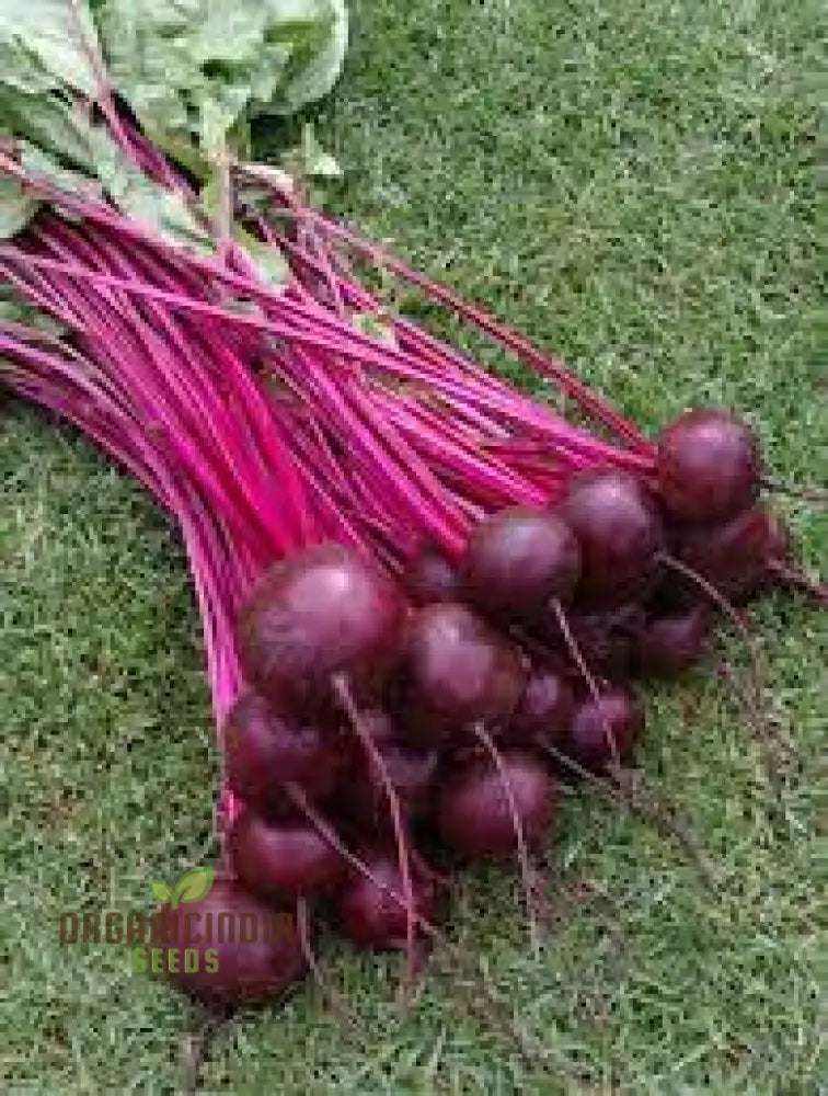 Beetroot Crimson Globe Seeds For Your Gardening Needs | Buy Online