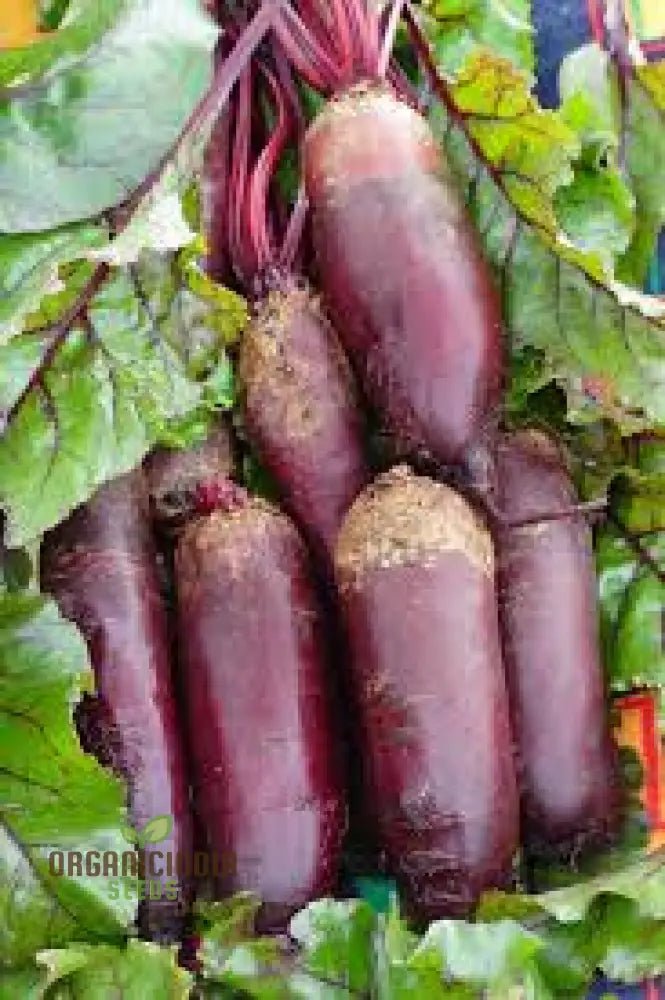 Beetroot Cylindra Seeds - High-Yield Garden Varietal For Robust Crops | Organic Gardening Essentials