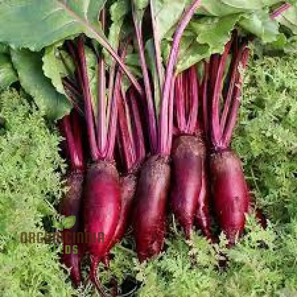 Beetroot Cylindra Seeds - High-Yield Garden Varietal For Robust Crops | Organic Gardening Essentials