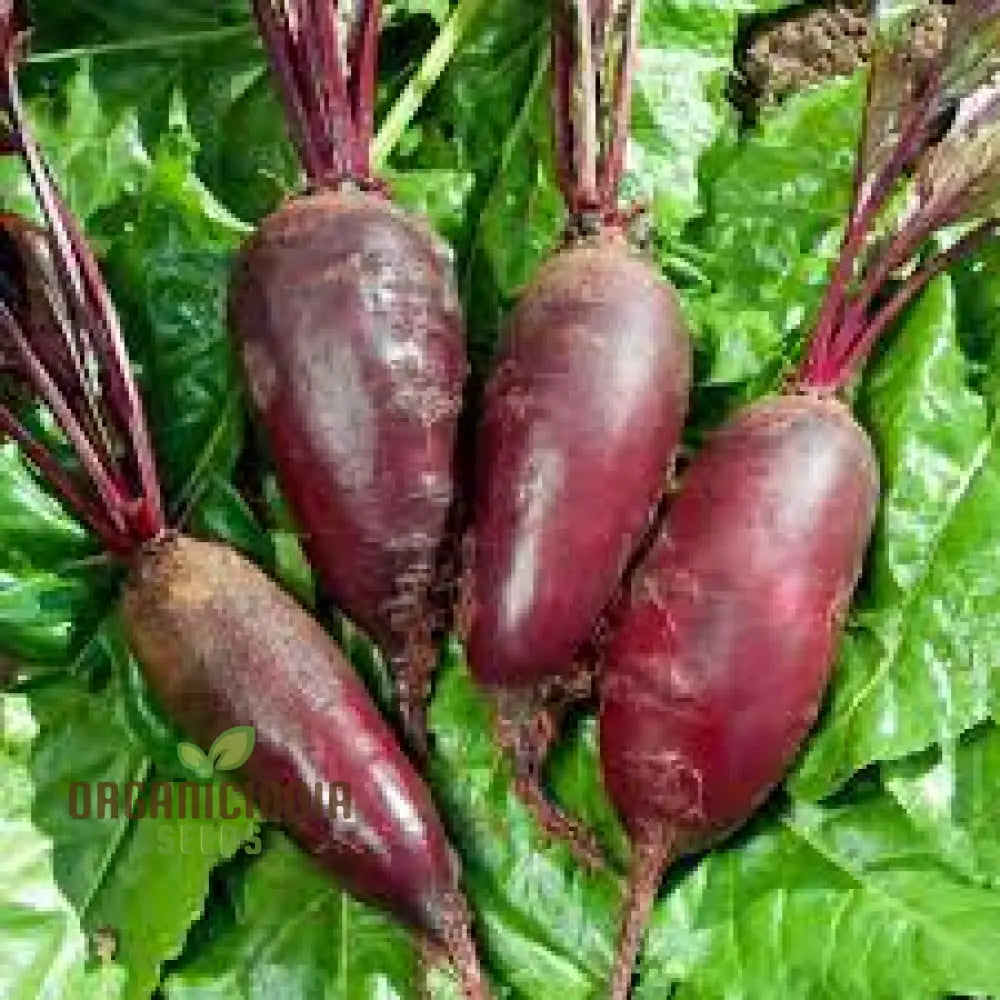 Beetroot Cylindra Seeds - High-Yield Garden Varietal For Robust Crops | Organic Gardening Essentials