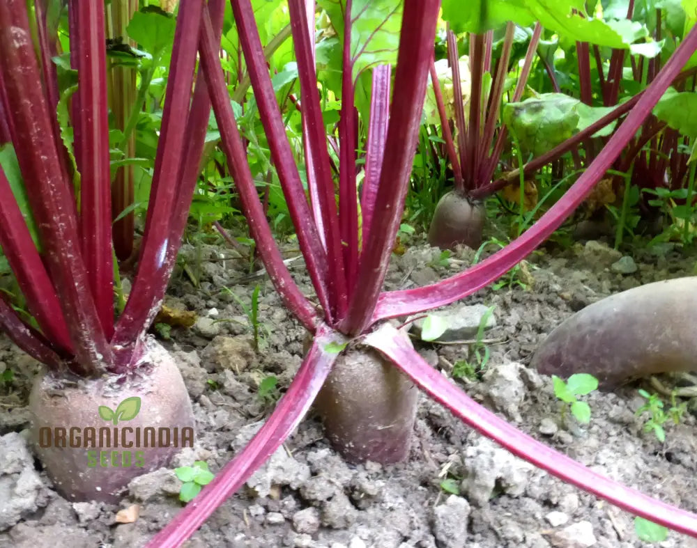 Beetroot Cylindra Seeds - High-Yield Garden Varietal For Robust Crops | Organic Gardening Essentials