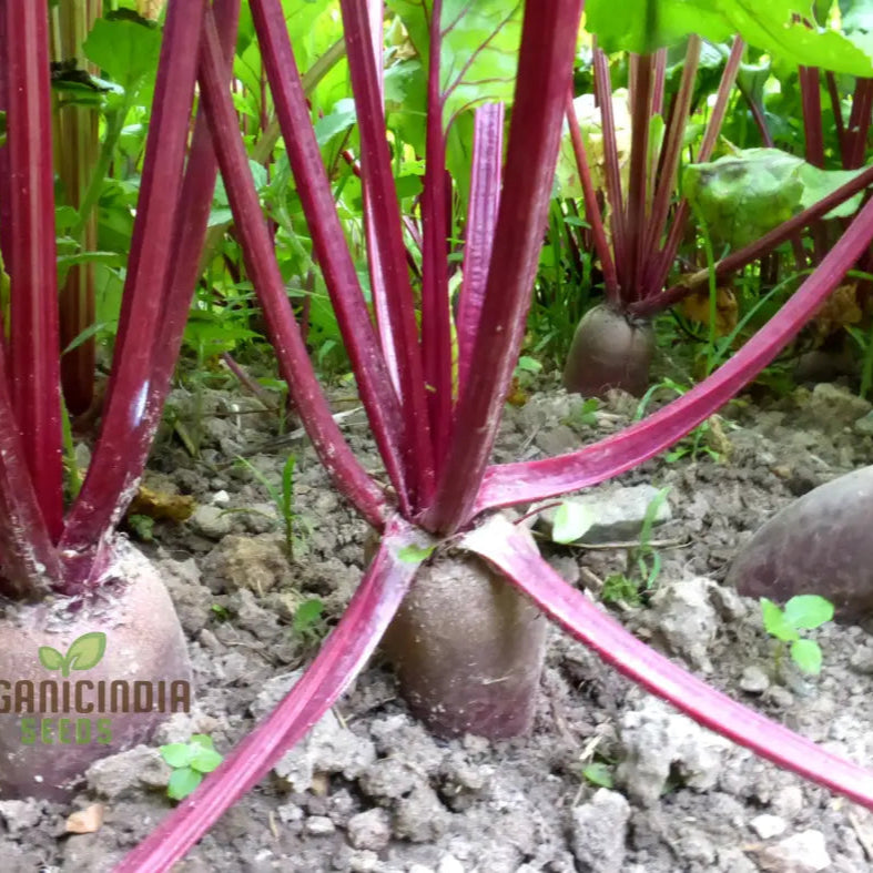 Beetroot Cylindra Seeds - High-Yield Garden Varietal For Robust Crops | Organic Gardening Essentials