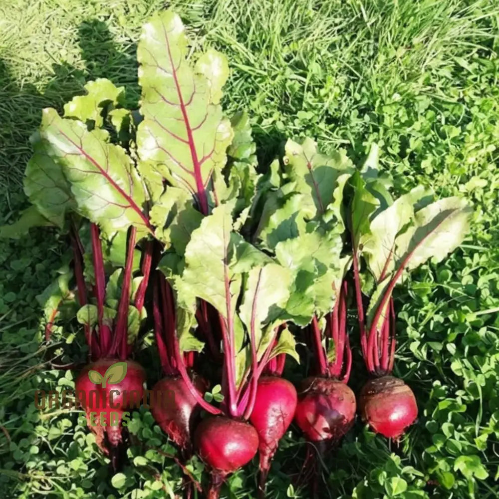 Beetroot - Detroit Dark Red Vegetable Seeds (Ddr) High-Yield Heirloom Variety