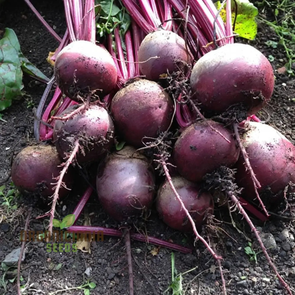 Beetroot - Detroit Dark Red Vegetable Seeds (Ddr) High-Yield Heirloom Variety