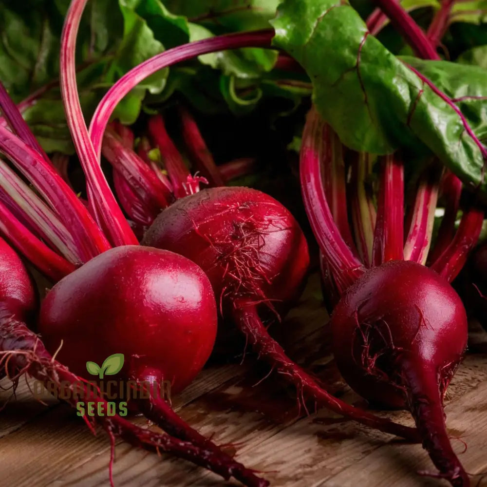 Beetroot - Detroit Dark Red Vegetable Seeds (Ddr) High-Yield Heirloom Variety