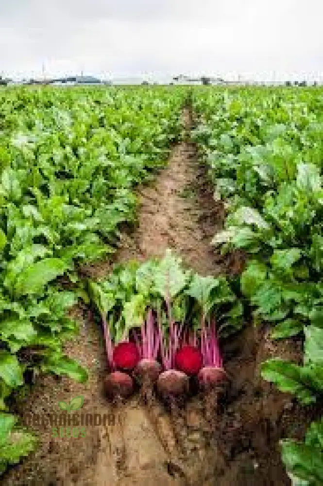 Beetroot Pablo F1 Seeds - Premium Quality Gardening For Your Garden