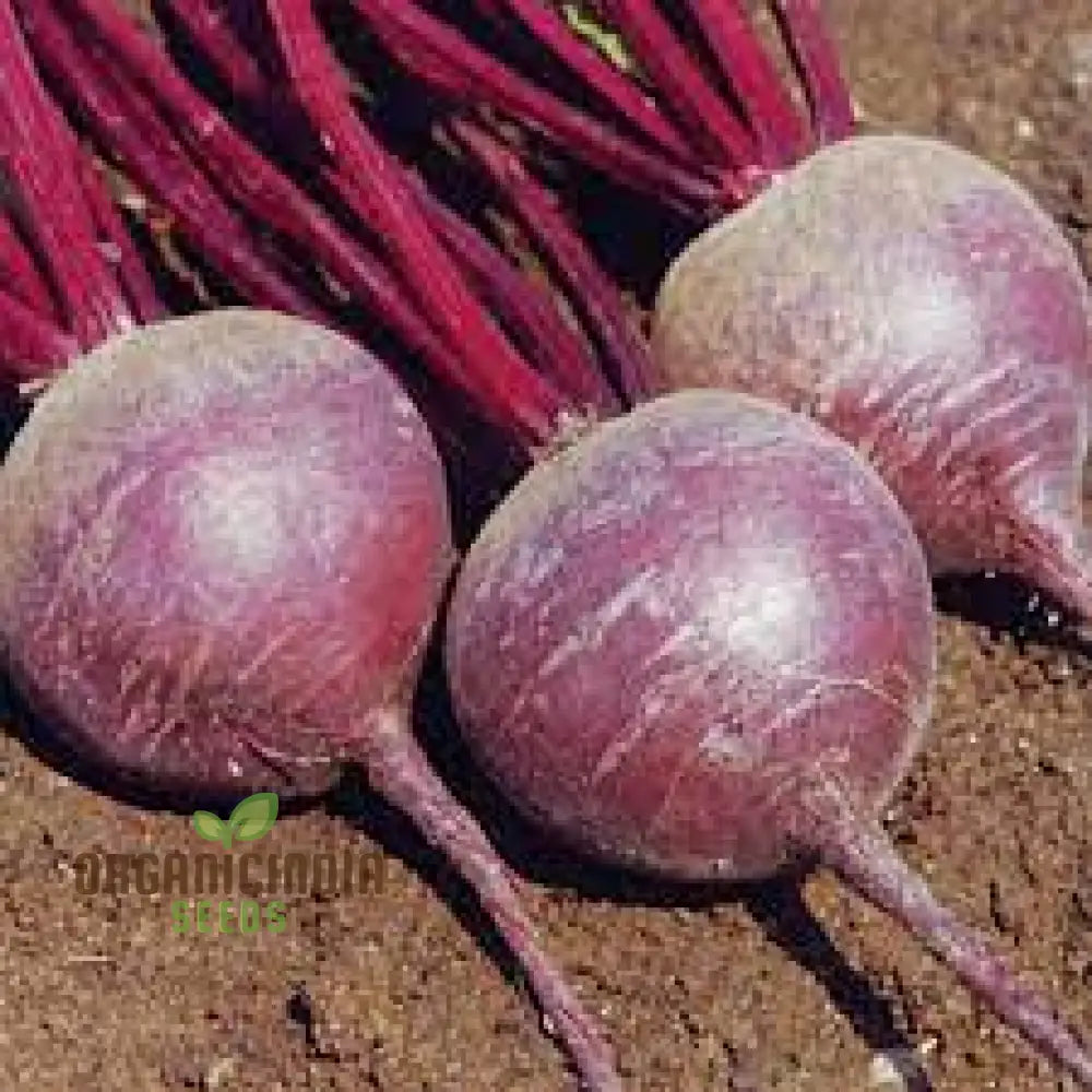 Beetroot Pablo F1 Seeds - Premium Quality Gardening For Your Garden