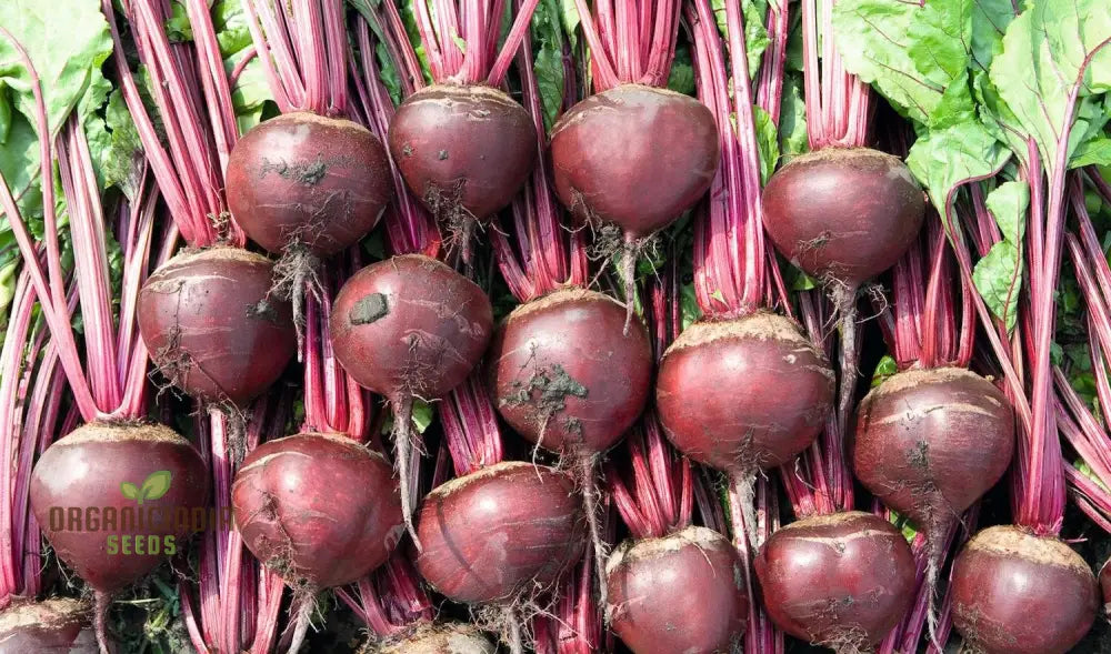 Beetroot Pablo F1 Seeds - Premium Quality Gardening For Your Garden